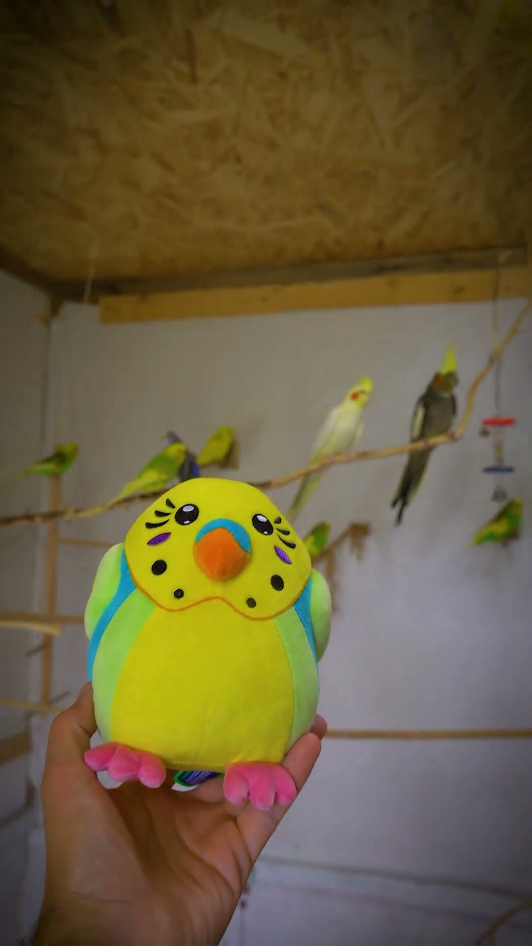 I Want to Be Part of the Flock, Please #shorts – YouTube