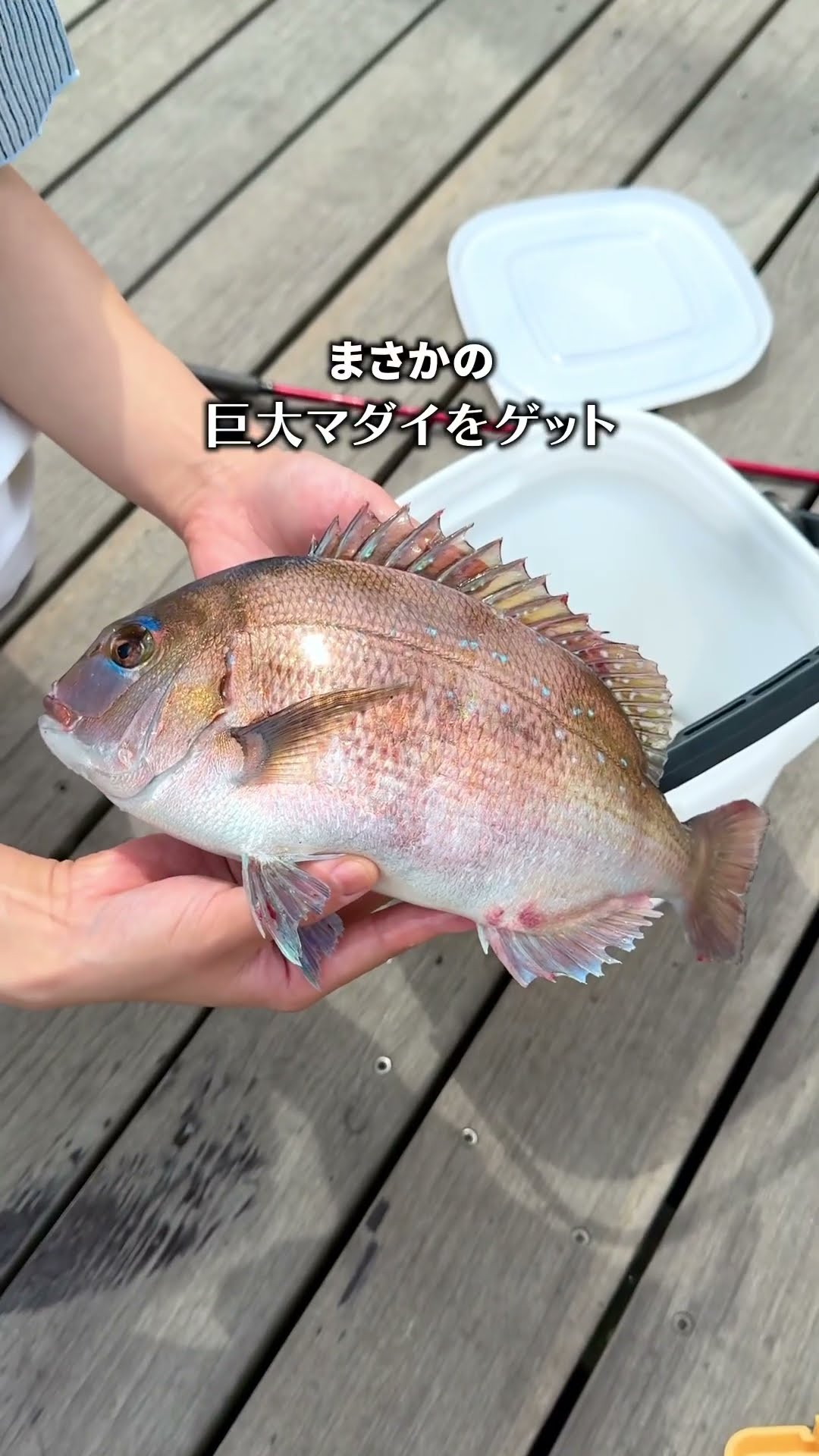 魚を見ながら魚を食べる水族館がすごかった #shorts – YouTube