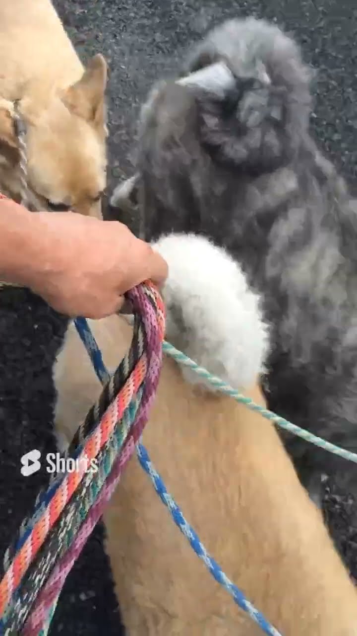 I WANNA BE YOUR SLAVE #犬の散歩  #shorts #dog #akitainu – YouTube