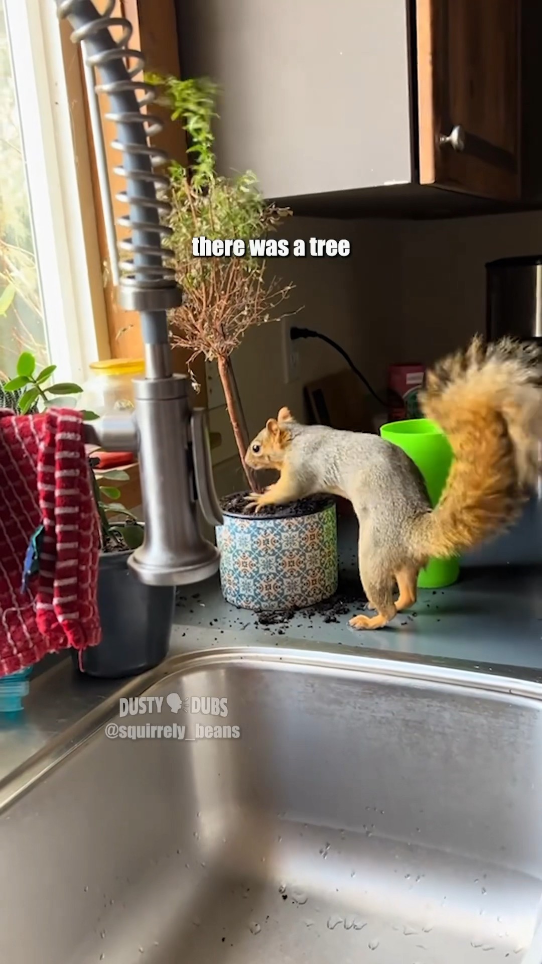 🌴🐿️ Squirrel Song 🎥: squirrely_beans (TT) #shorts – YouTube
