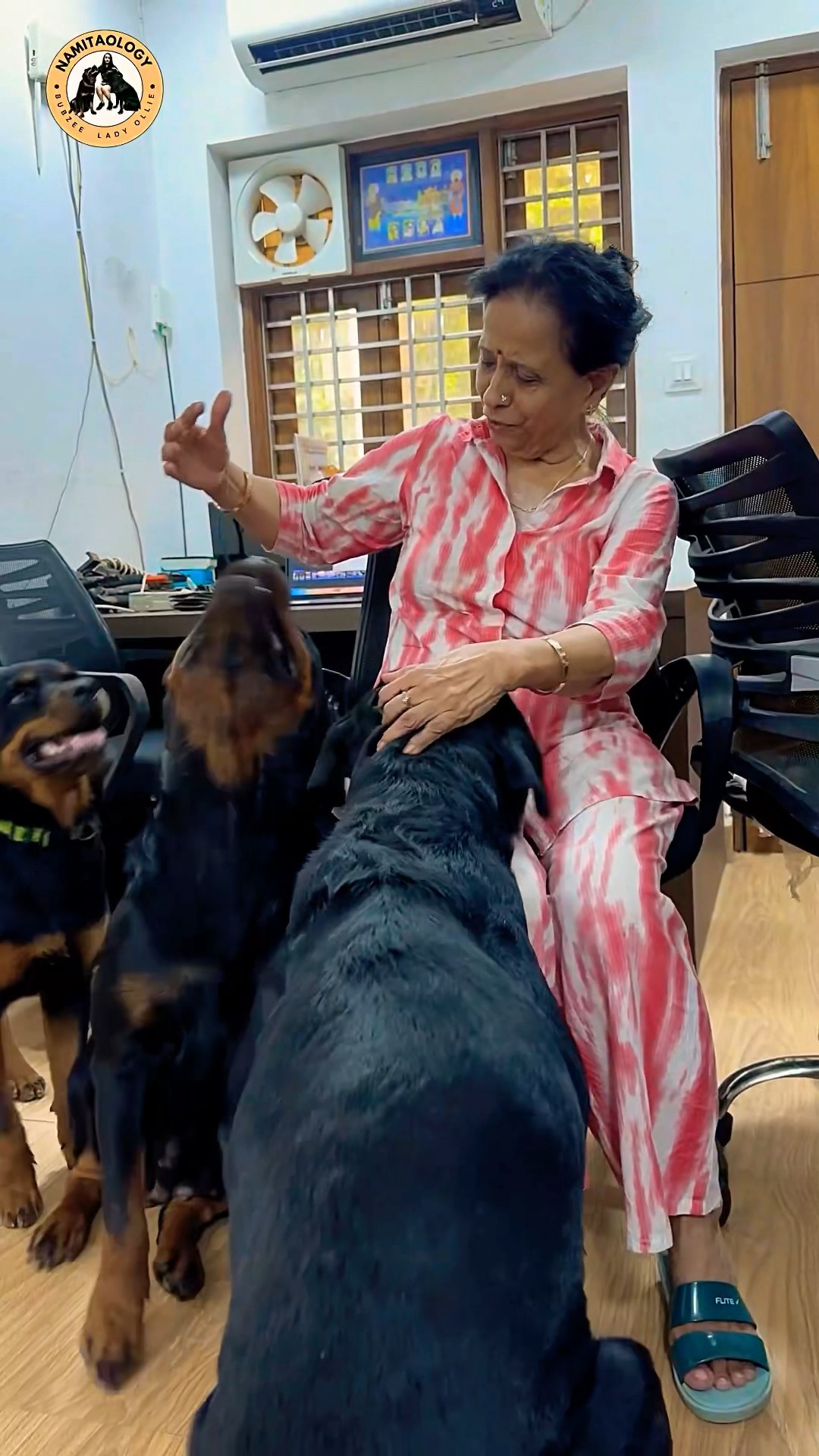 All Rottweilers Together Attack My Mother #shorts #rottweiller #dogs #youtubeshorts #namitaology – YouTube