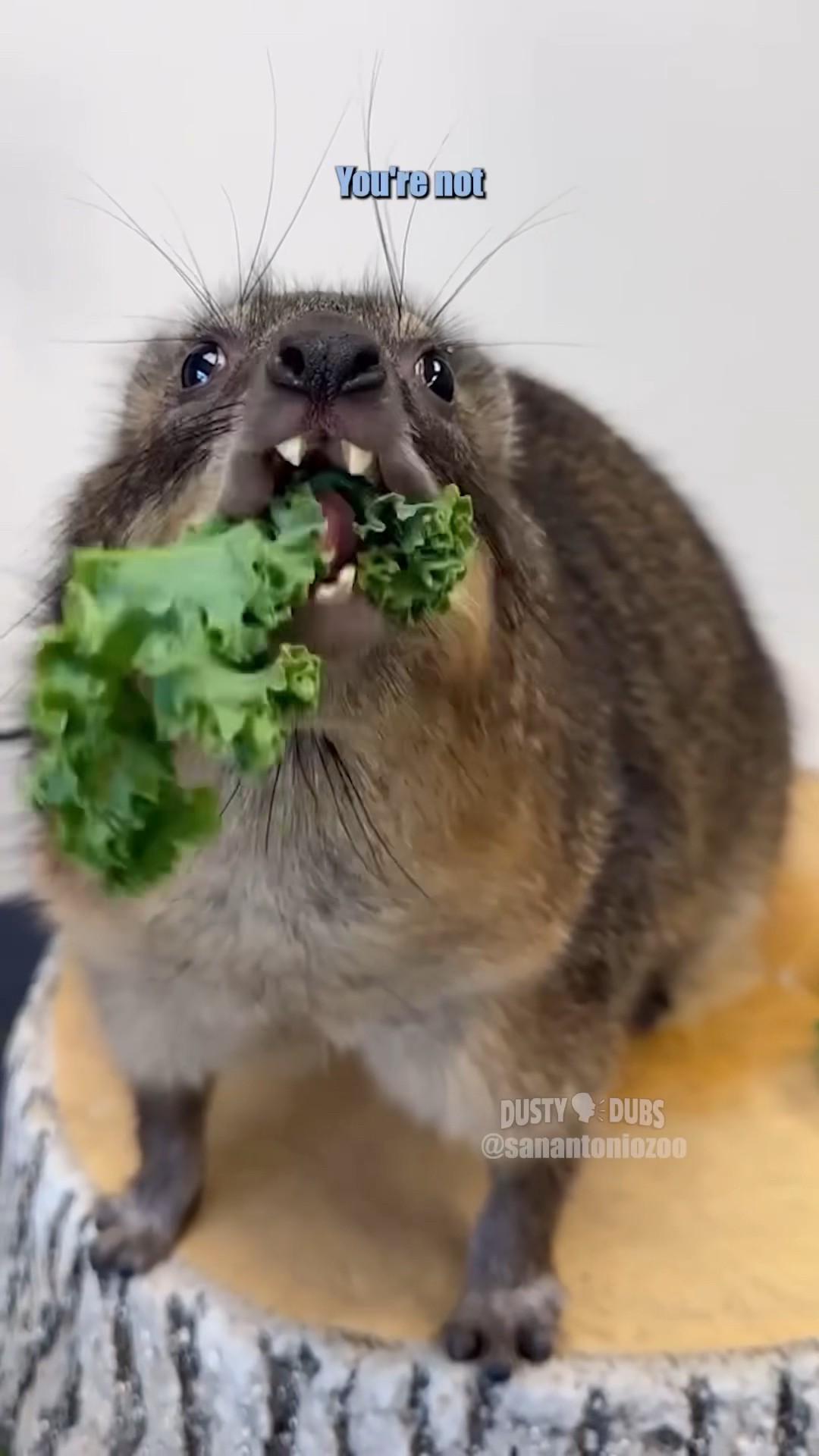 Hyper Hyrax 🎥: @San_Antonio_Zoo #shorts – YouTube