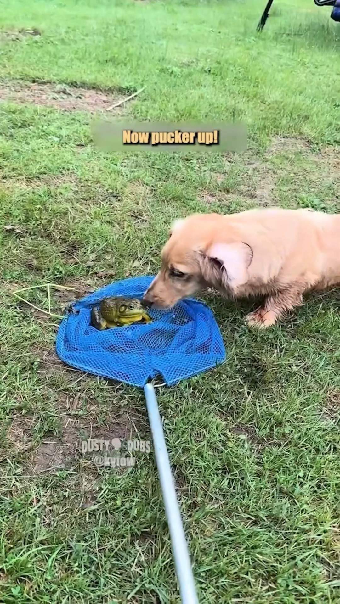 🐸 Frog is NOT a prince 🎥: kyfow (IG) #shorts – YouTube