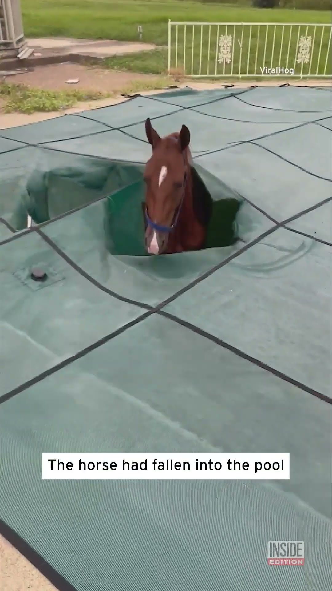 What's That Lurking in the Pool? #shorts – YouTube