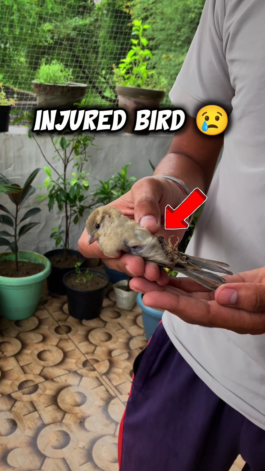 I Rescued an Injured Bird 😢 #shorts #fierydev – YouTube