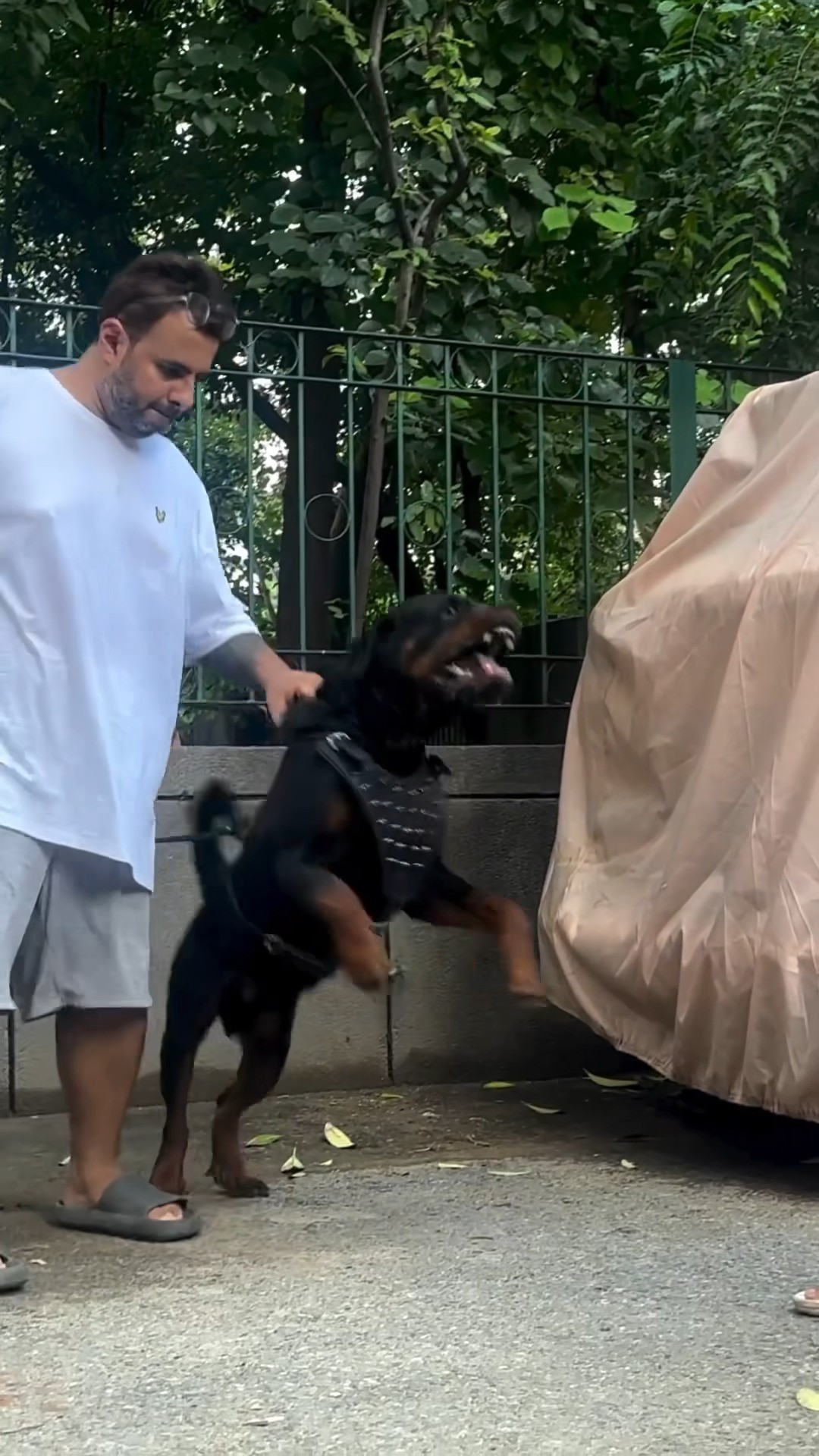 Rottweiler Bubzee Ki Huyi Attack aggression Traininng #shorts #dogs #rottweiler #youtubeshorts – YouTube