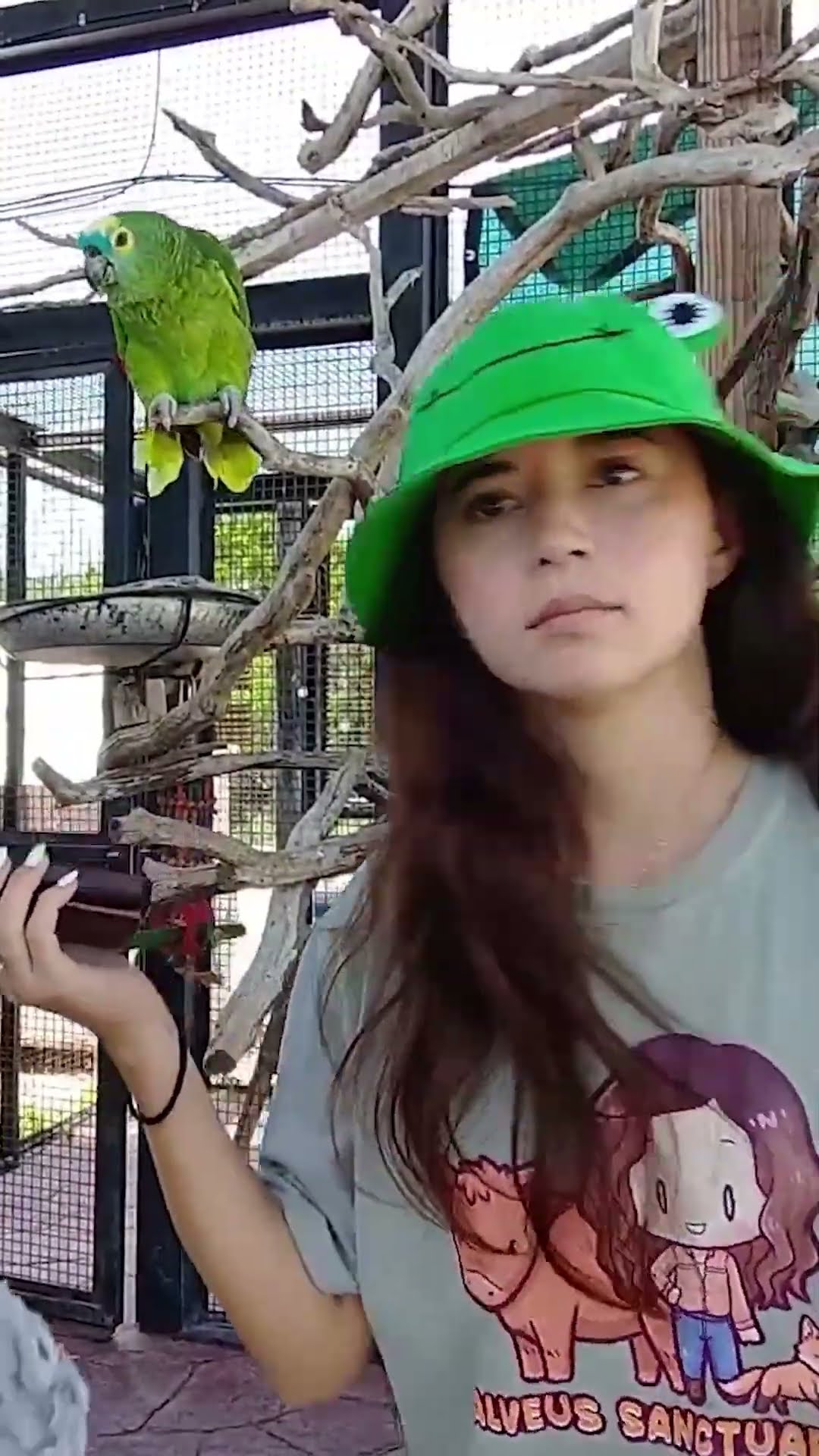 Parrots jammin 🗣️🎵🦜 #shorts #parrot #chappellroan #alveus #alveussanctuary #mayahiga #twitch – YouTube