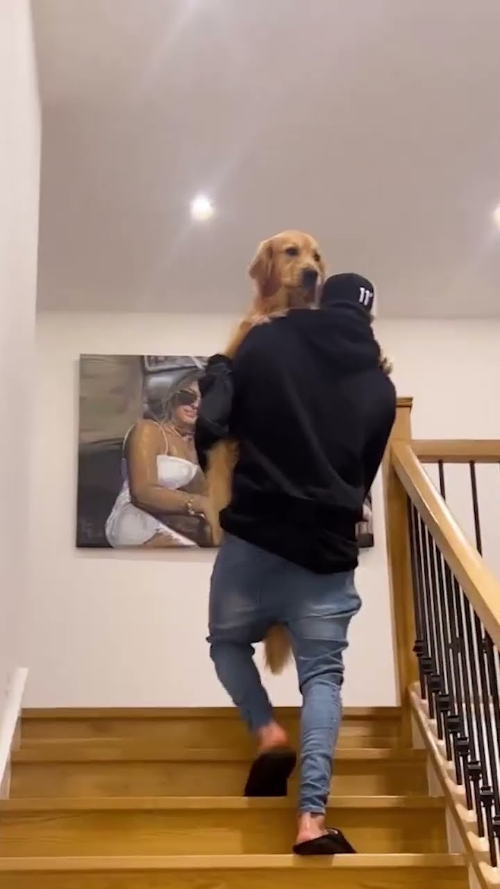 International Dog Day 🐶🫶 #fcbarcelona #shorts – YouTube