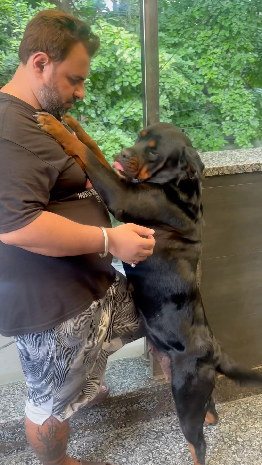 Rottweiler Lady Ollie & Bubzee Attack Papa #shorts #dogs #Rottweiler #youtubeshorts #trending – YouTube