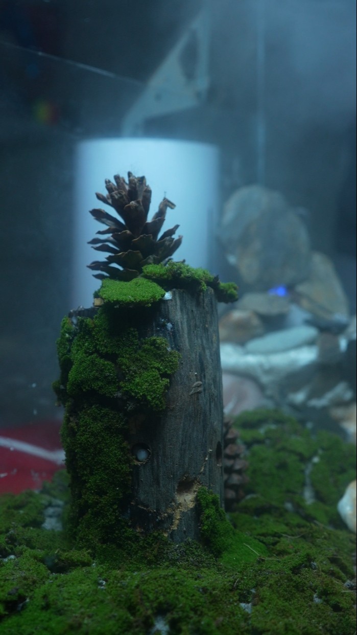 Tiger Centipede Ecosystem Part – 2 #shorts #bluebox – YouTube