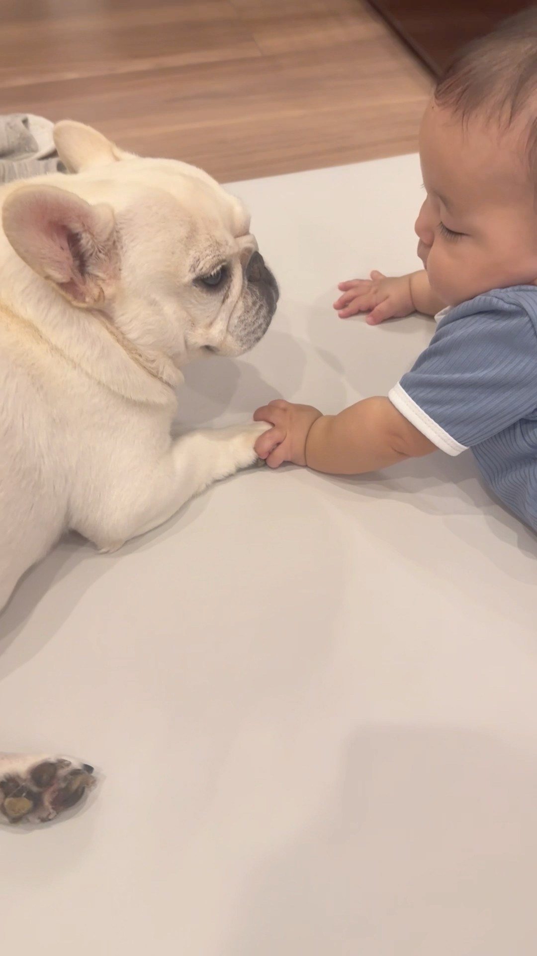 赤ちゃんが愛犬の顔を触った結果… #shorts #赤ちゃん #愛犬 #フレンチブルドッグ – YouTube