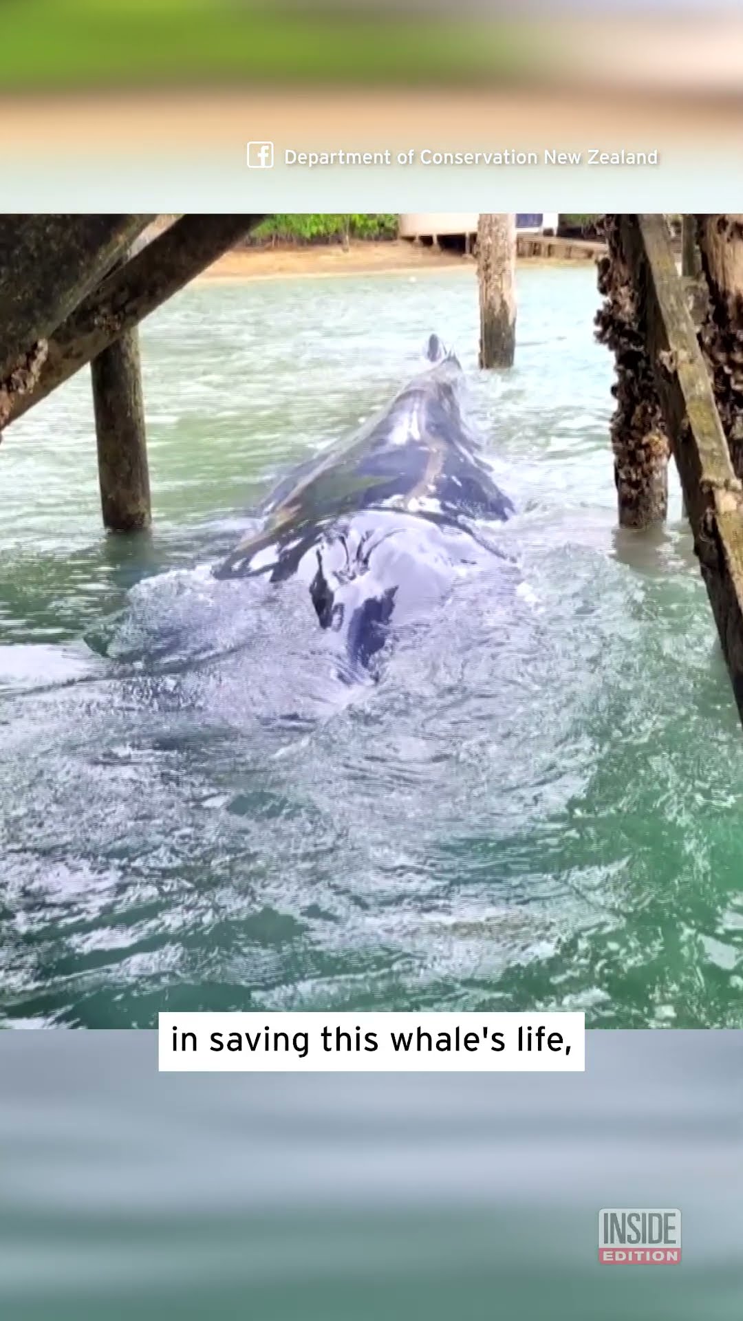 Trapped Young Whale Is Freed #shorts – YouTube