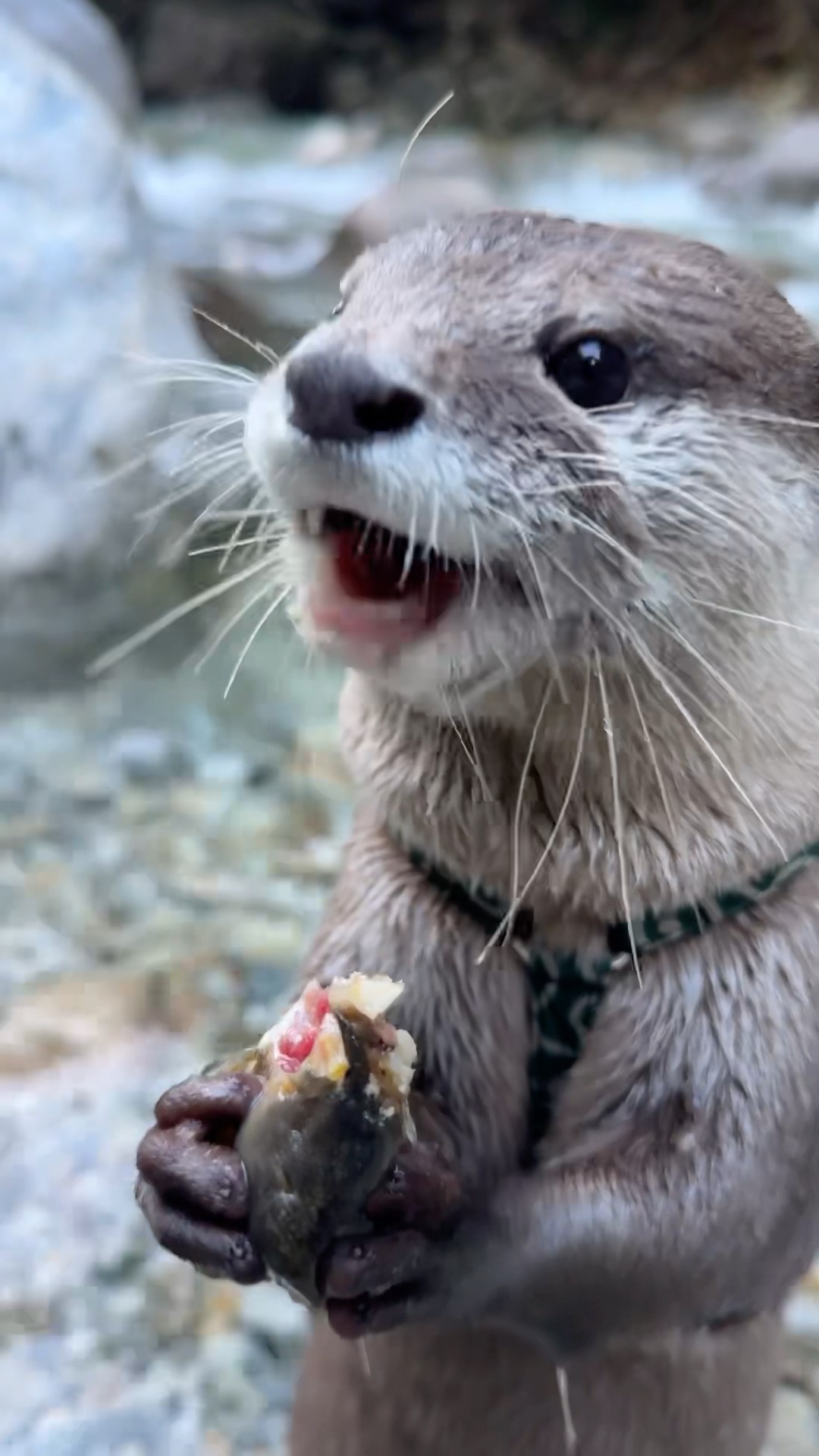 The Way He Eats Standing Up Is So Cute!😍😍 #shorts #aty #otter #WaterSausage – YouTube