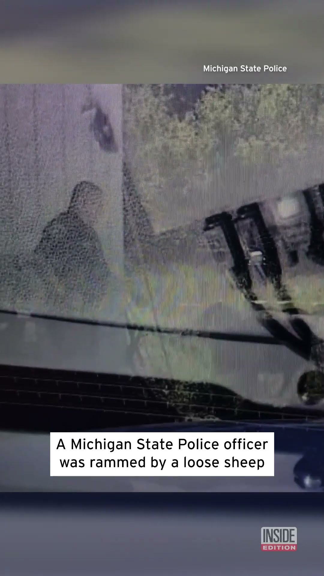 Sheep Rams State Trooper and Vehicle #shorts – YouTube