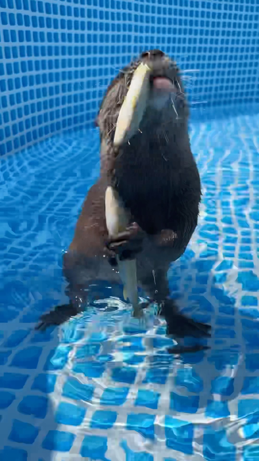 They’re Too Greedy😂😂 #shorts #aty #otter #WaterSausage – YouTube