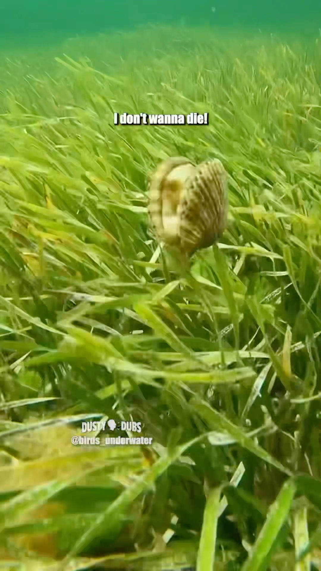 scallop gallops 🎥: birds_underwater (IG) #shorts – YouTube