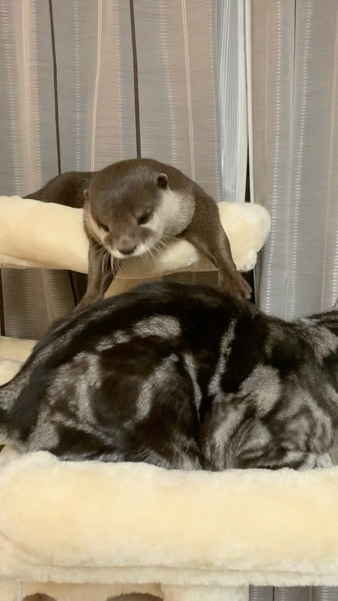 An Otter Who Apparently Thinks He’s a Cat😳😳 #shorts #aty #otter #WaterSausage – YouTube