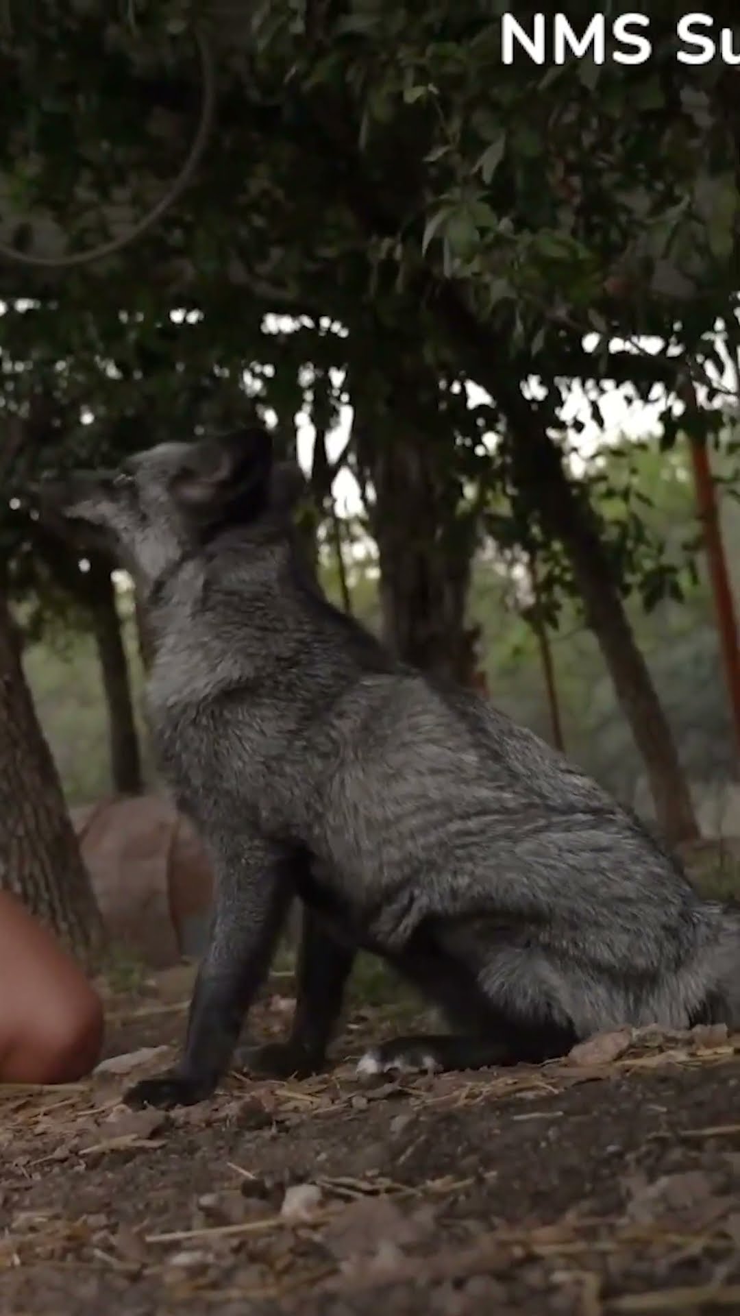 @JasonTheWeenie meets Fenn the fox! 🦊 #shorts #fox #notapet #collab #alveus #mayahiga #twitch – YouTube