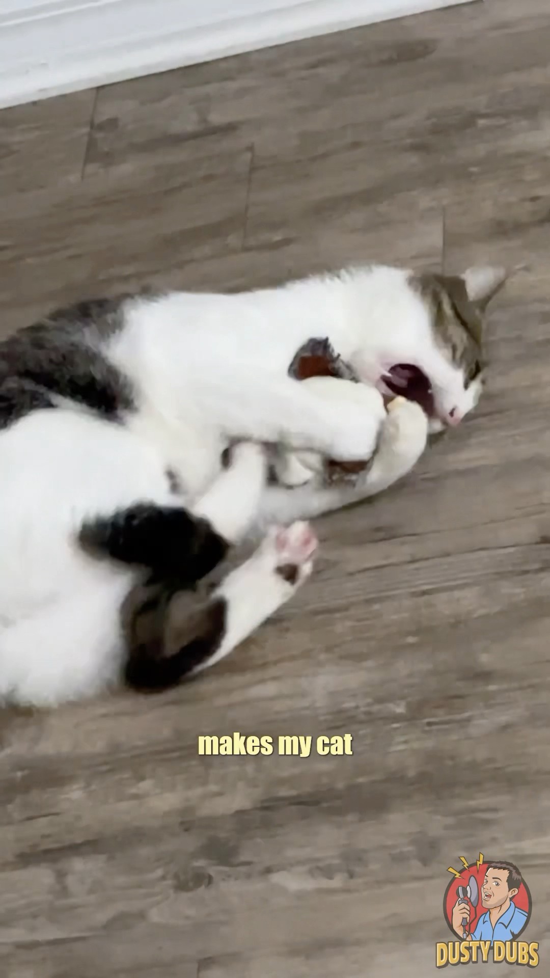 My cat is obsessed with this thing #shorts – YouTube