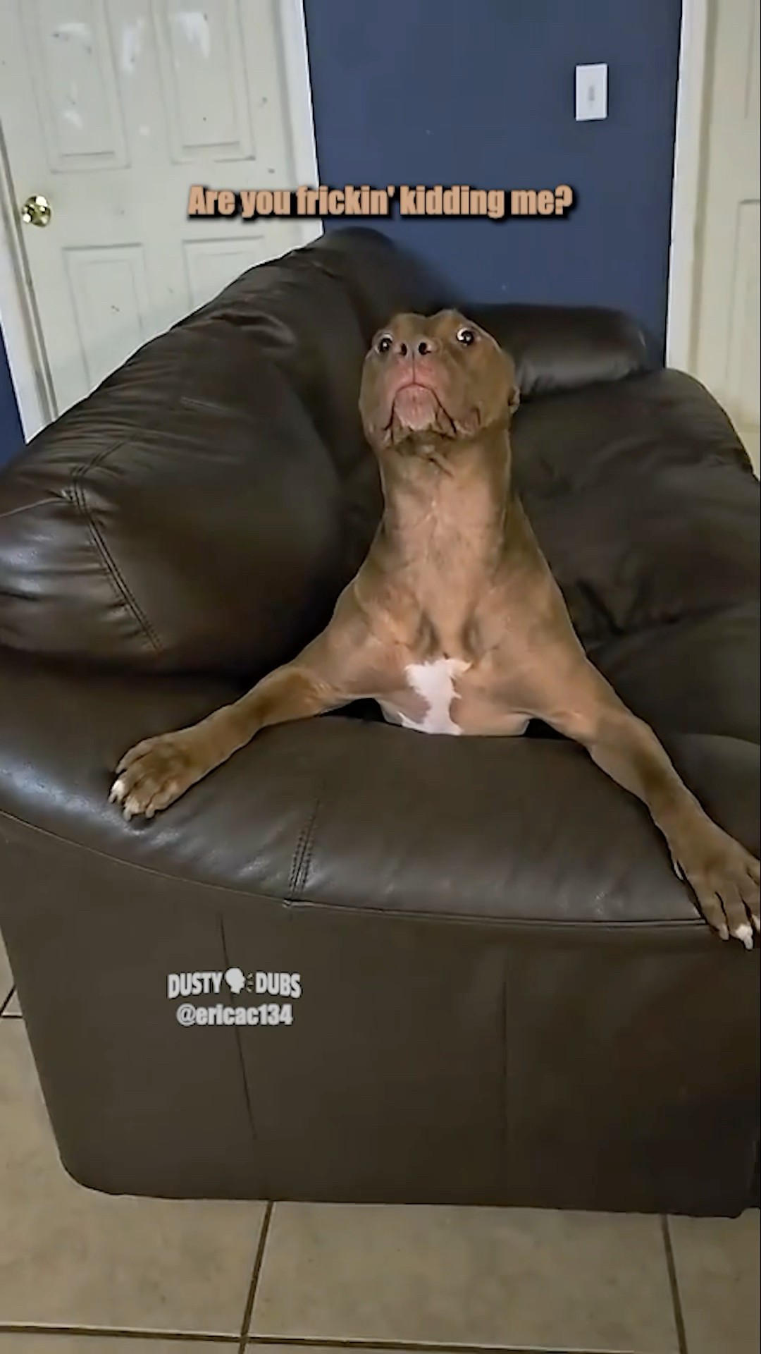 Aging Dog 🎥: @ericac134 #shorts – YouTube