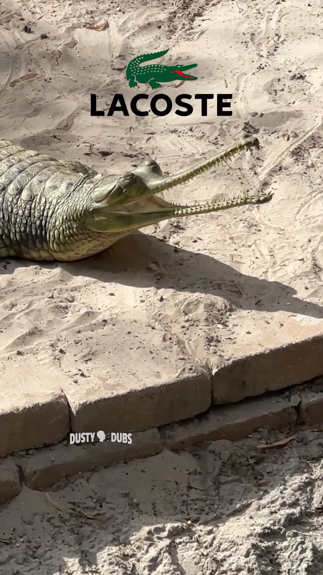 🐊 Crocodile Brothers 🎥: me #shorts – YouTube