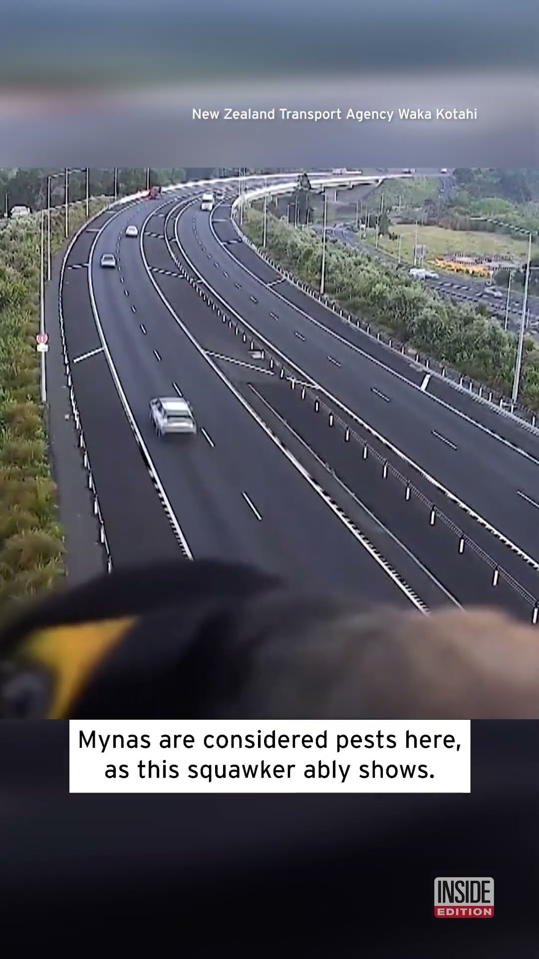 Angry-Looking Bird Photobombs Traffic Cam #shorts – YouTube