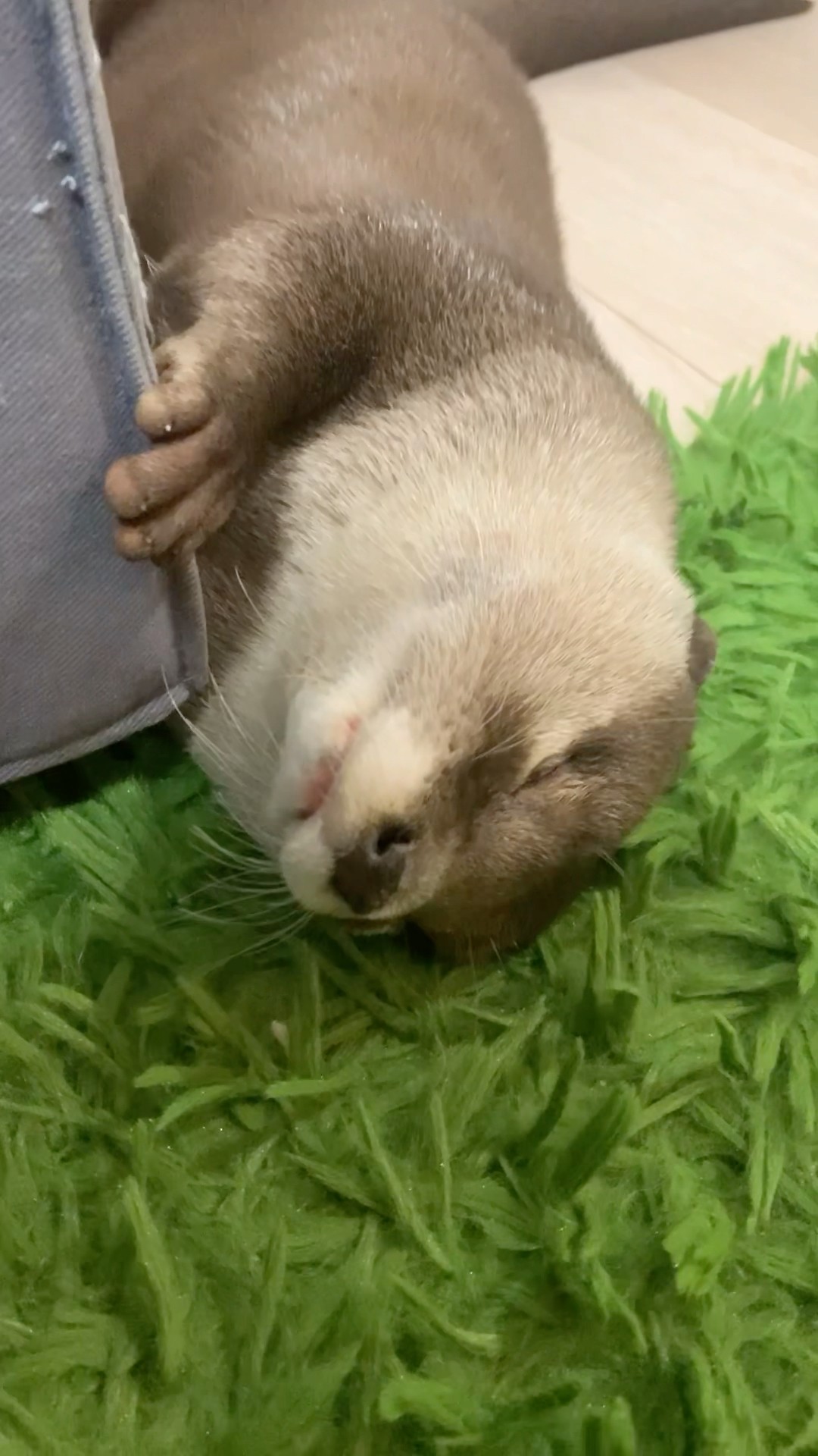 They Have a Reputation for Being Terrible Sleepers😏😏 #shorts #aty #otter #WaterSausage – YouTube
