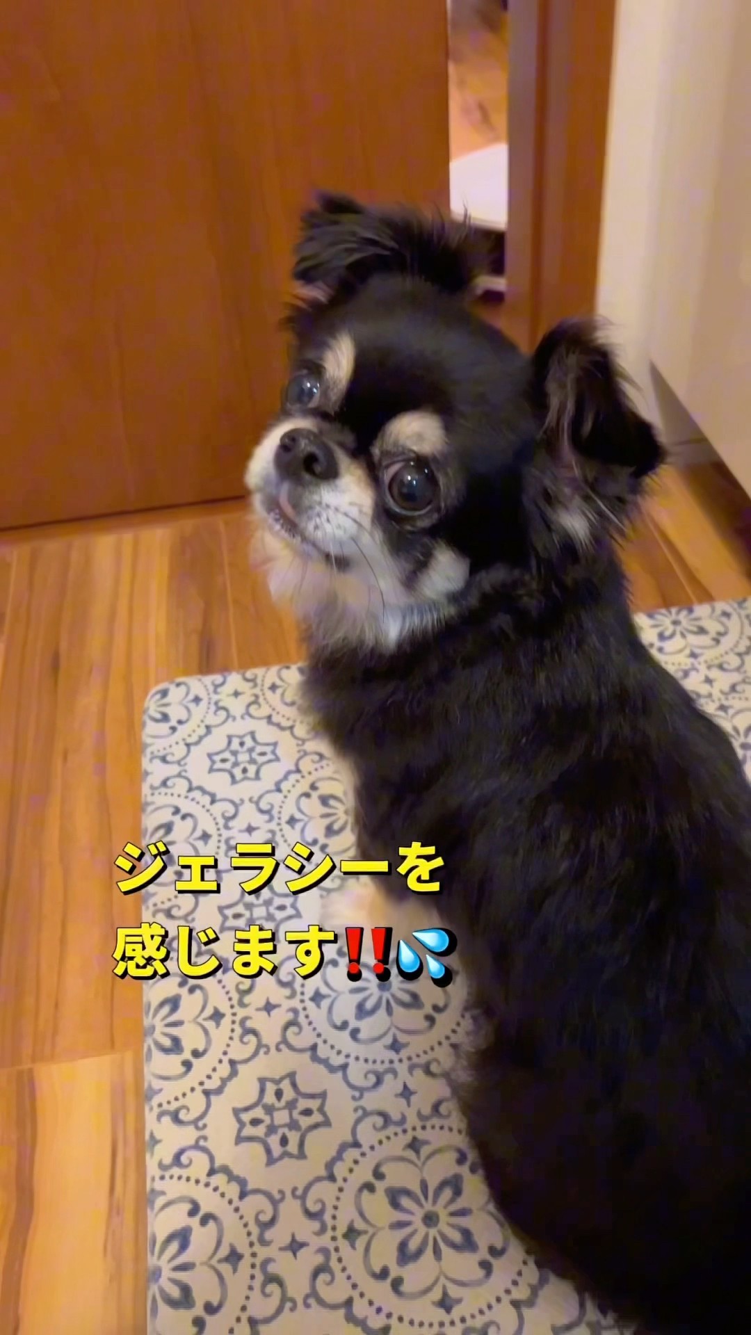 プレゼントが決まらない🐶💦#柴犬 #チワワ #shorts – YouTube