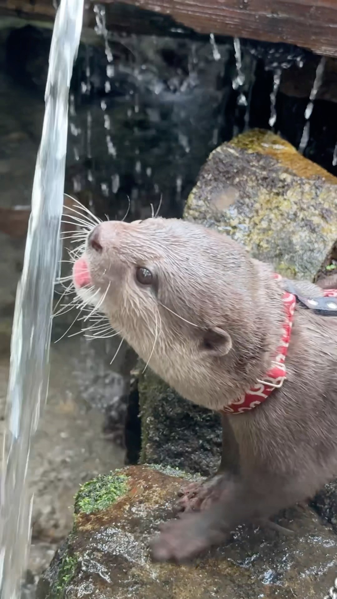 Otter Wants To Drink Water Somehow😂😂 #shorts #aty #otter #WaterSausage – YouTube