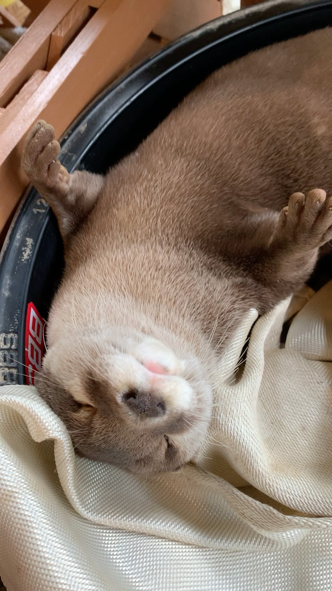 Adorable Otter Who Can Relax and Sleep Anywhere😍😍 #shorts #aty #otter #WaterSausage – YouTube