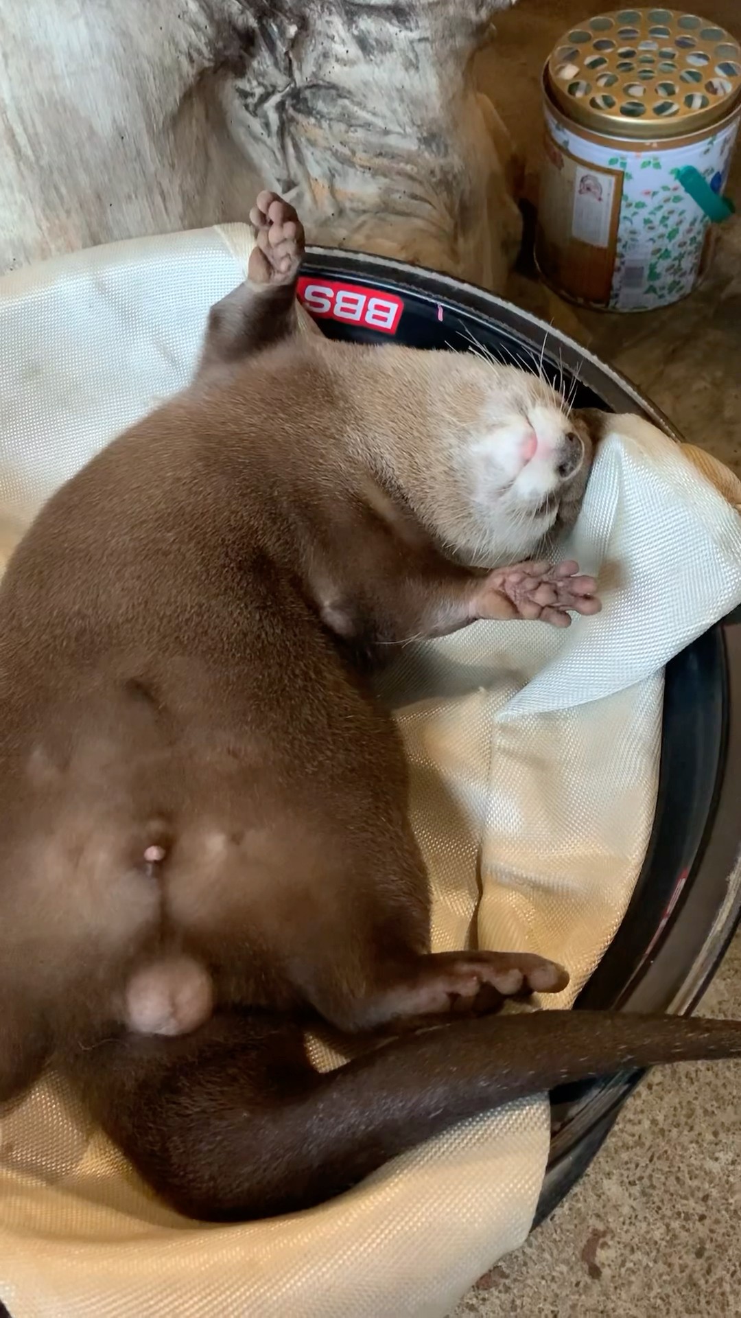 That’s Not a Bed there.😏😏 #shorts #aty #otter #WaterSausage – YouTube