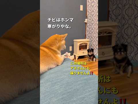 チビの冬場のお気に入りスポット🐶✨#柴犬 #チワワ #shorts – YouTube