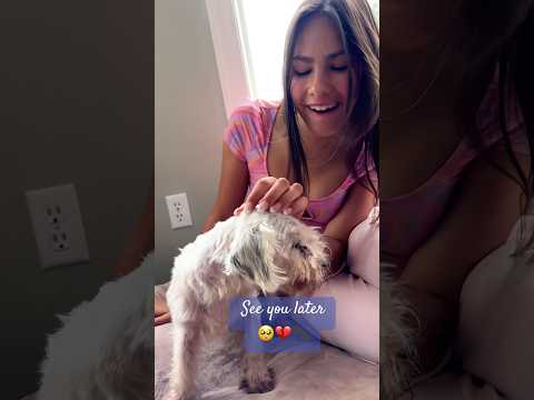 Max💔 #shorts #pets #sad – YouTube