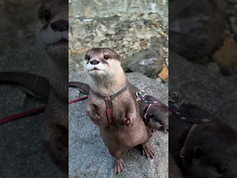 Fish Is Best Eaten in the river.😍😍 #shorts #aty #otter #WaterSausage – YouTube