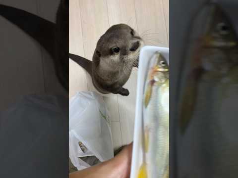 When I Buy Sweetfish, the Otter Notices Right away.😳😳 #shorts #aty #otter #WaterSausage – YouTube