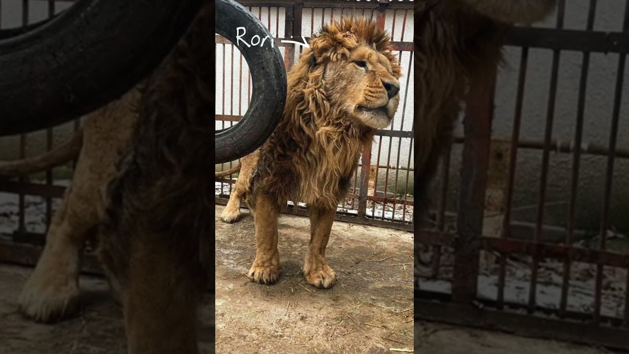 Week 1 // Ukraine Lion Rescue 🦁 #shorts  #conservation – YouTube