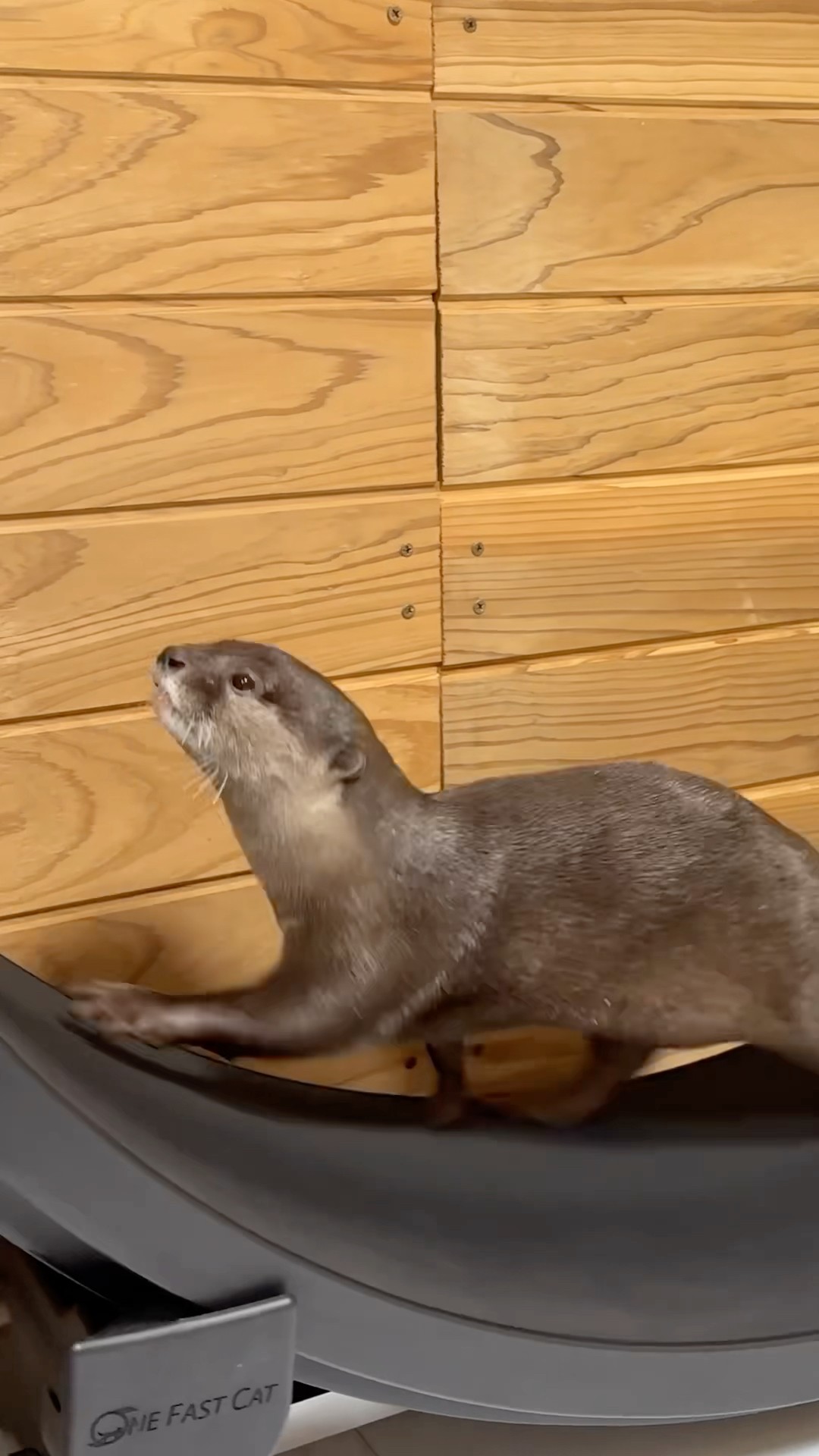 Otters Perfectly Using the Cat Equipment!😳😳 #shorts #aty #otter #WaterSausage – YouTube