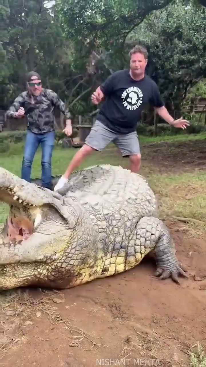 World's Oldest Crocodile #shorts – YouTube