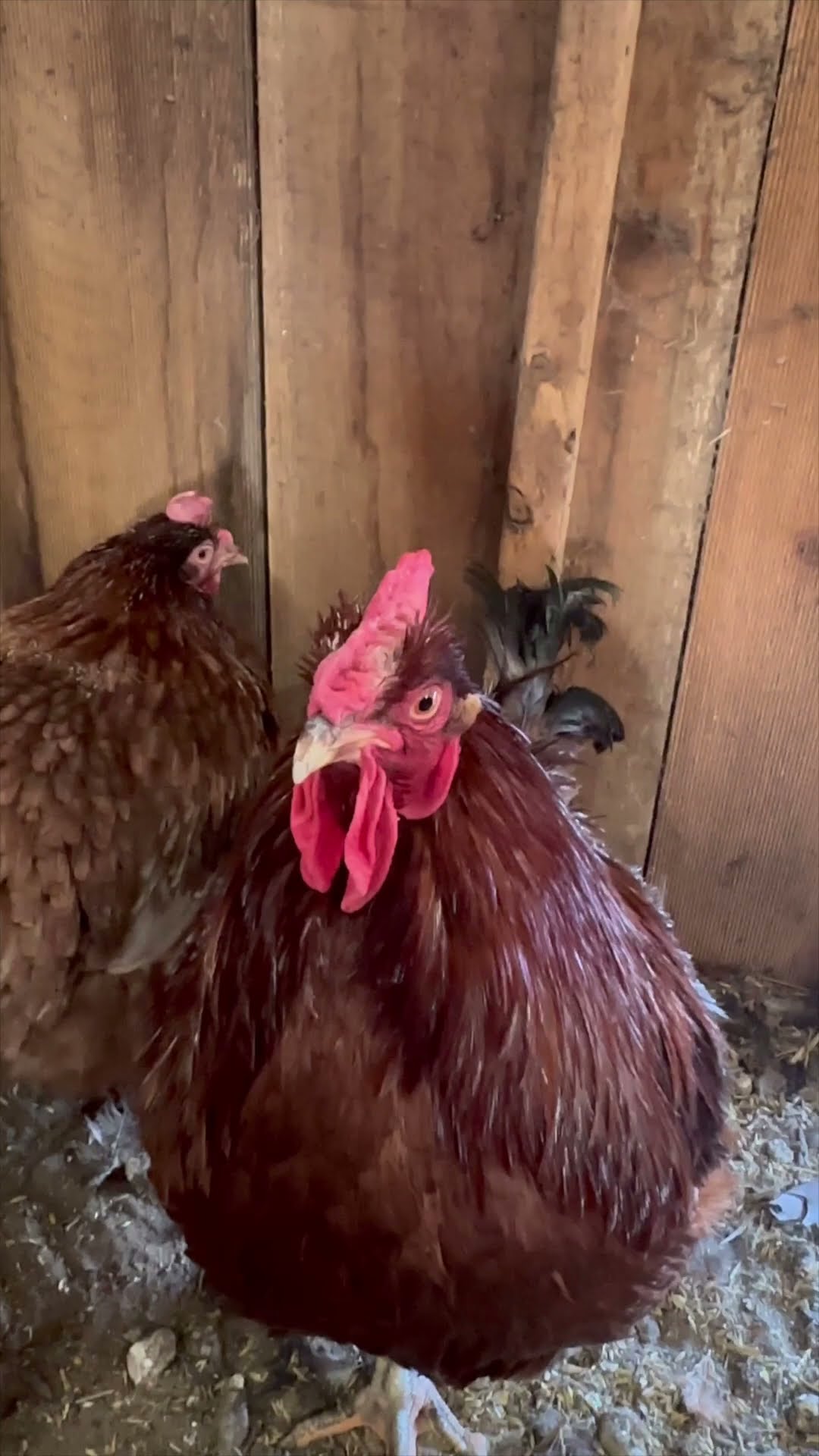 Chickens & Ducks in the Great White North #shorts – YouTube