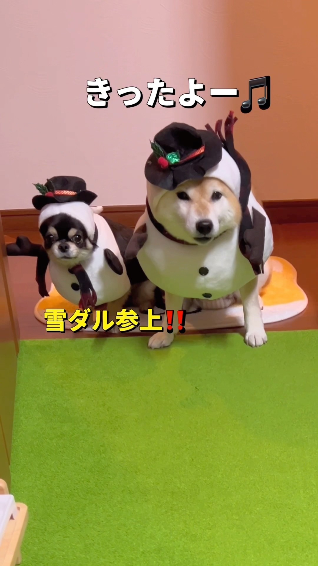 特殊な雪だるま⛄️#柴犬 #チワワ #shorts – YouTube