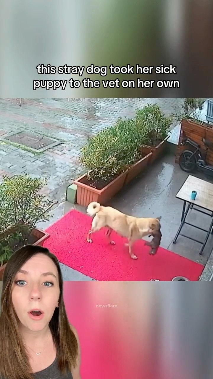 Stray dog brings sick puppy to the vet on her own! #shorts #dogrescue – YouTube