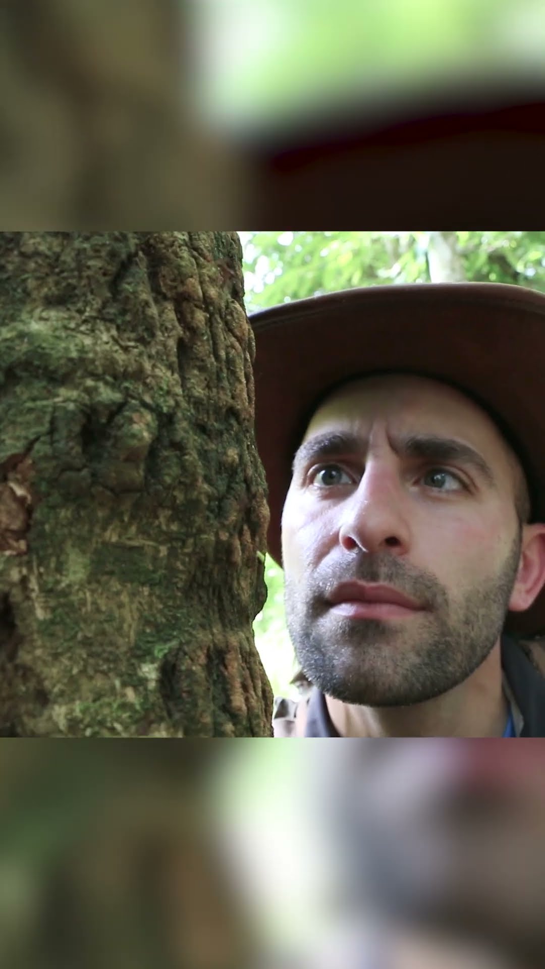 MORSURE DE FOURMI COUPEUSE DE FEUILLES GÉANTE  #shorts #français – YouTube