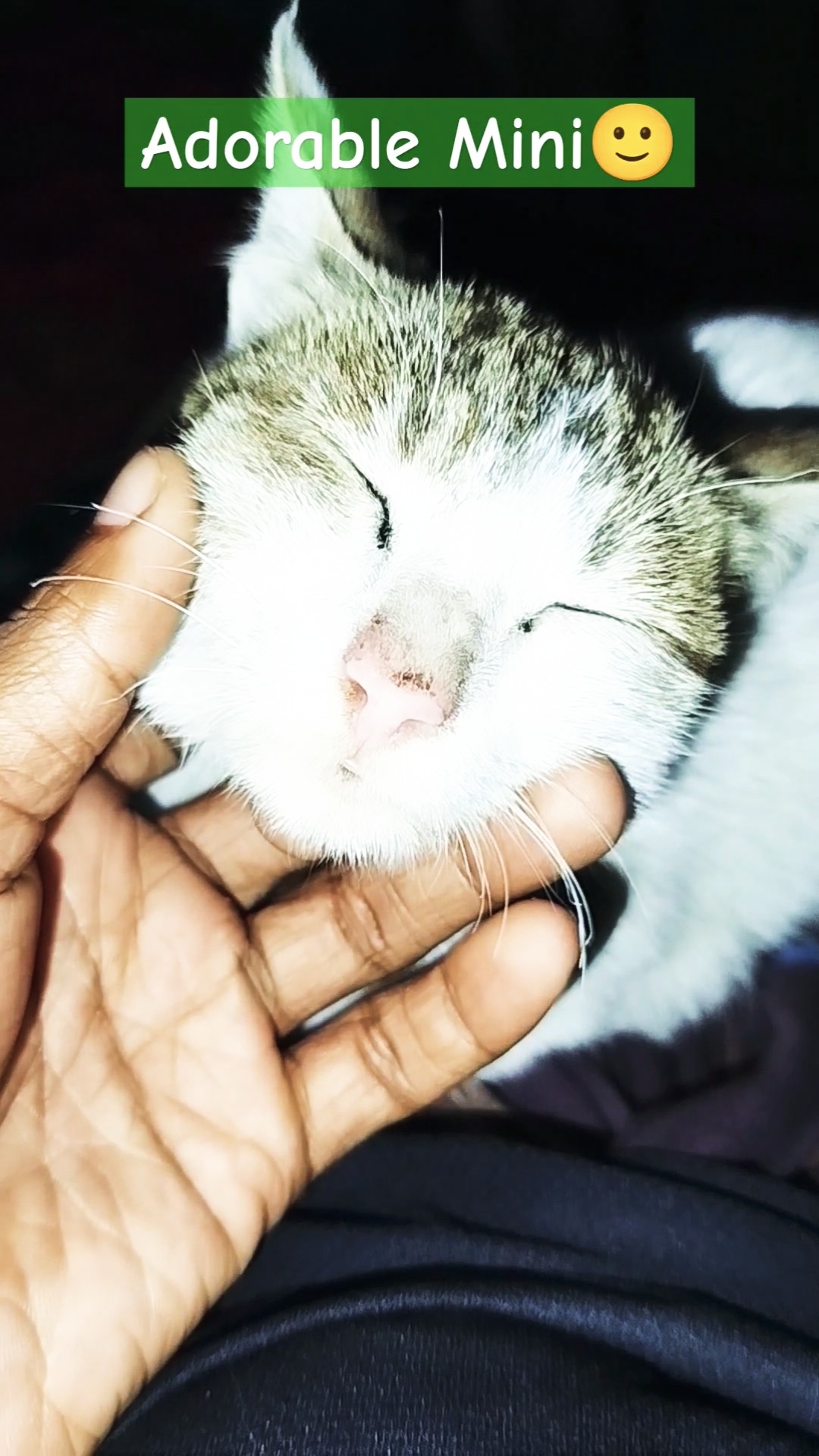 Mini has too much cute face🥰❤️. #cat #shorts #funny #viralvideo #fyp #mini – YouTube