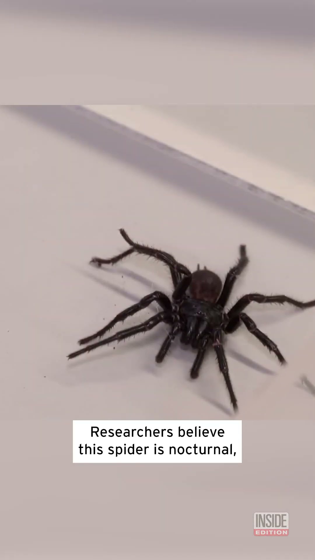 Venomous 'Big Boy' Spider Has Entered the Chat #shorts – YouTube