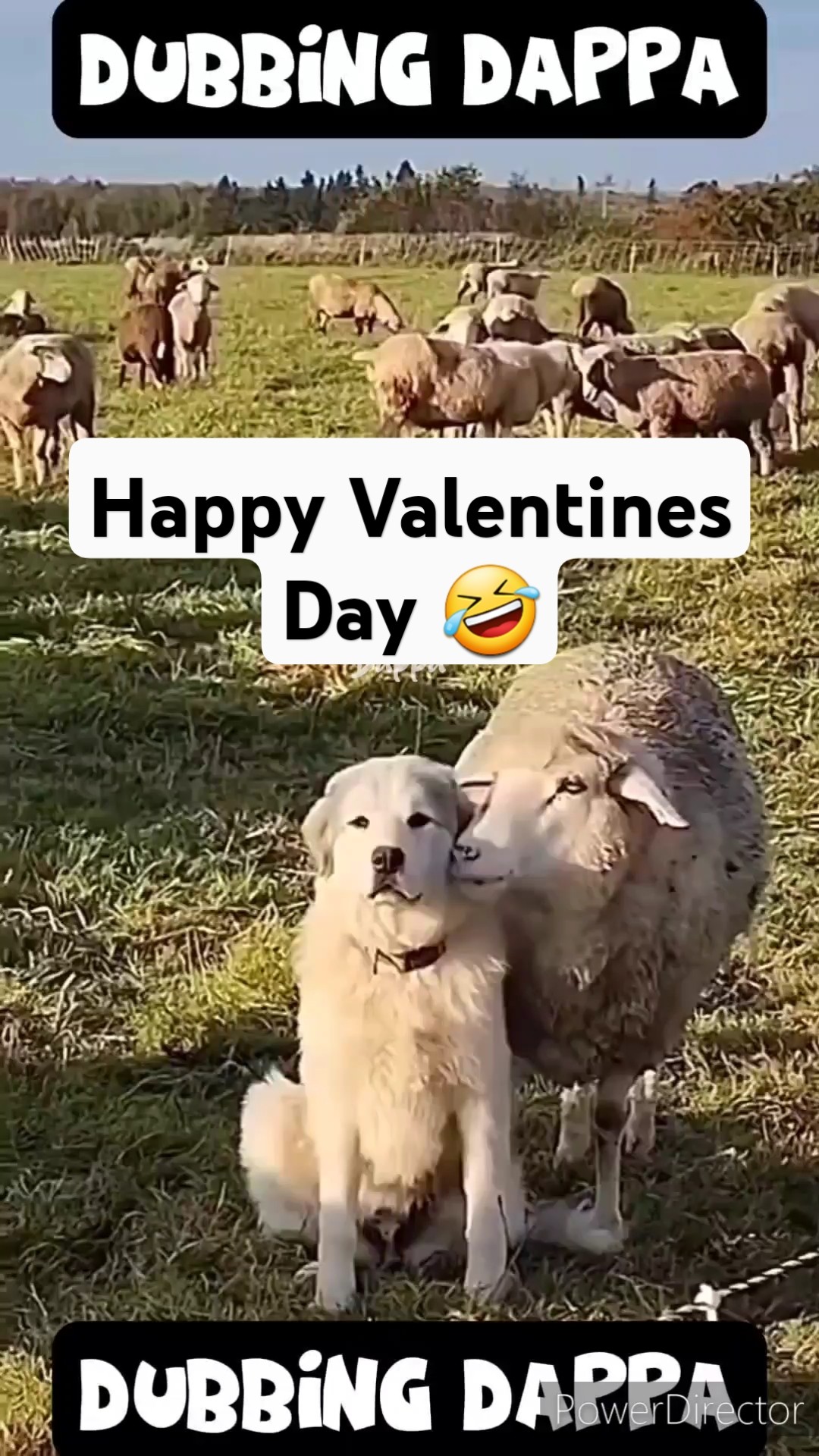 Happy Valentines Day 😍🤣 #funny #dog #shorts #sheep #shortsfeed #animals #funnyanimals #doglover #pet – YouTube