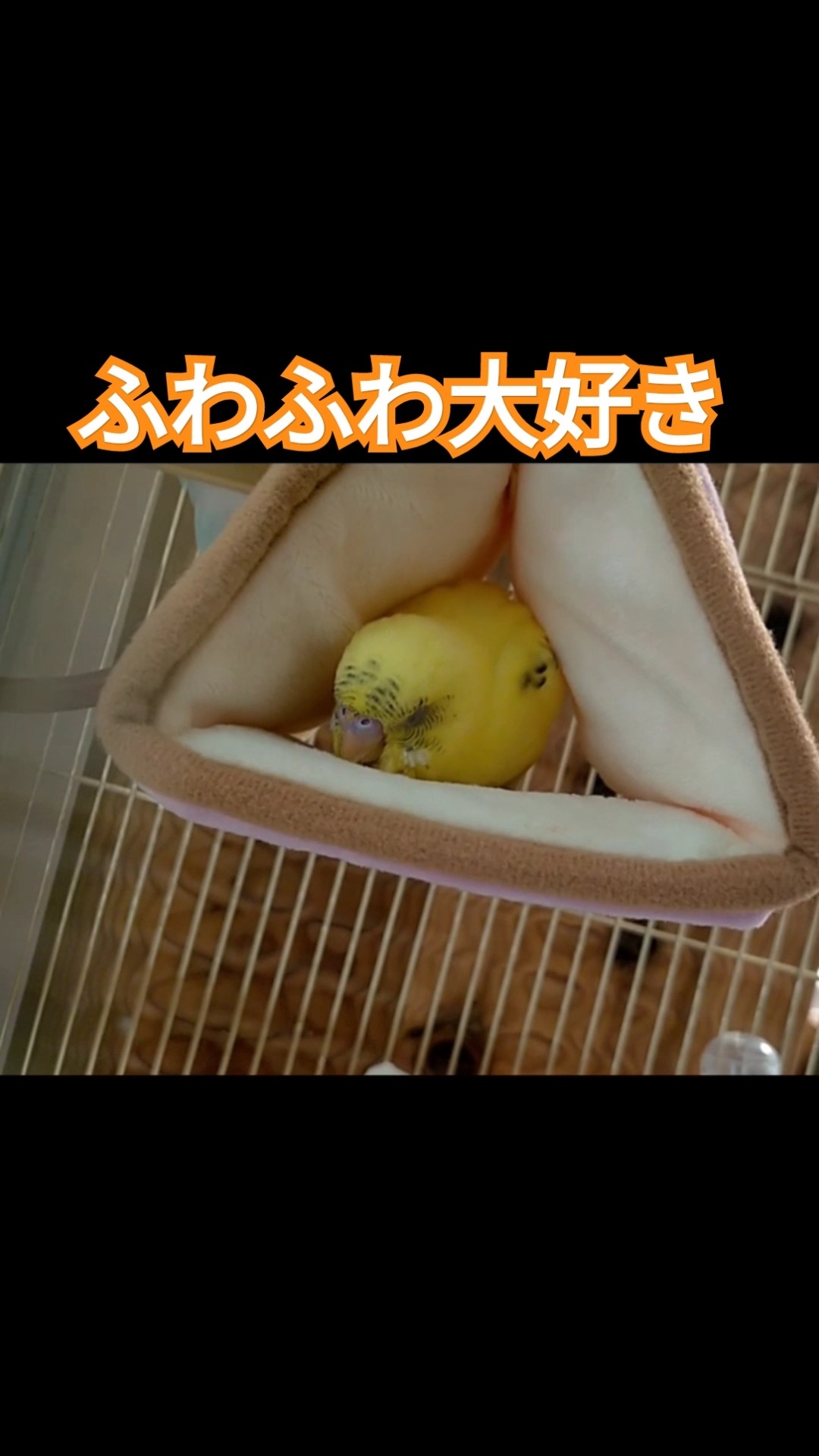 ふわふわな三角テントが大好きなインコの赤ちゃん　 #shorts #インコ #かわいい – YouTube