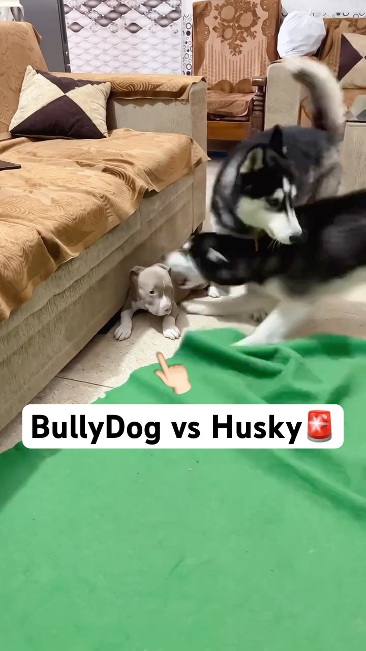 Bully dog the danger 🚨😡 #shorts #dog #husky #bully | review reloaded – YouTube