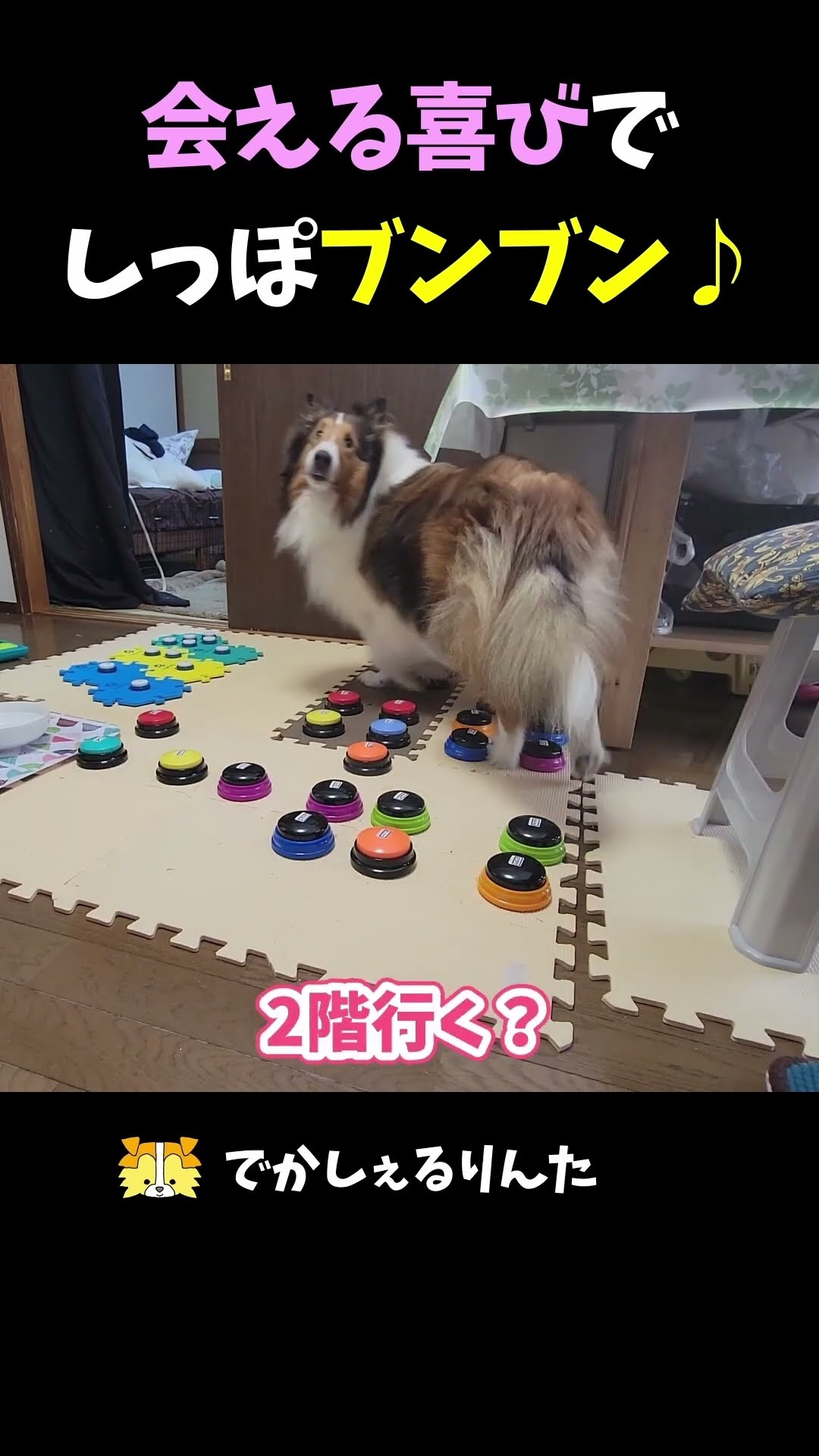 会える喜びでしっぽブンブン♪【会話ボタンでしゃべる犬】 #shorts #dog #犬 – YouTube