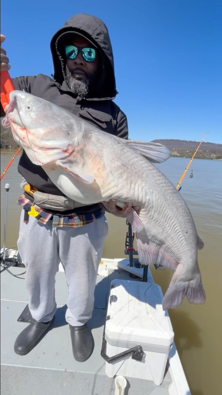 Big catfish on “bluebird day” #shorts #okumacatslayer – YouTube