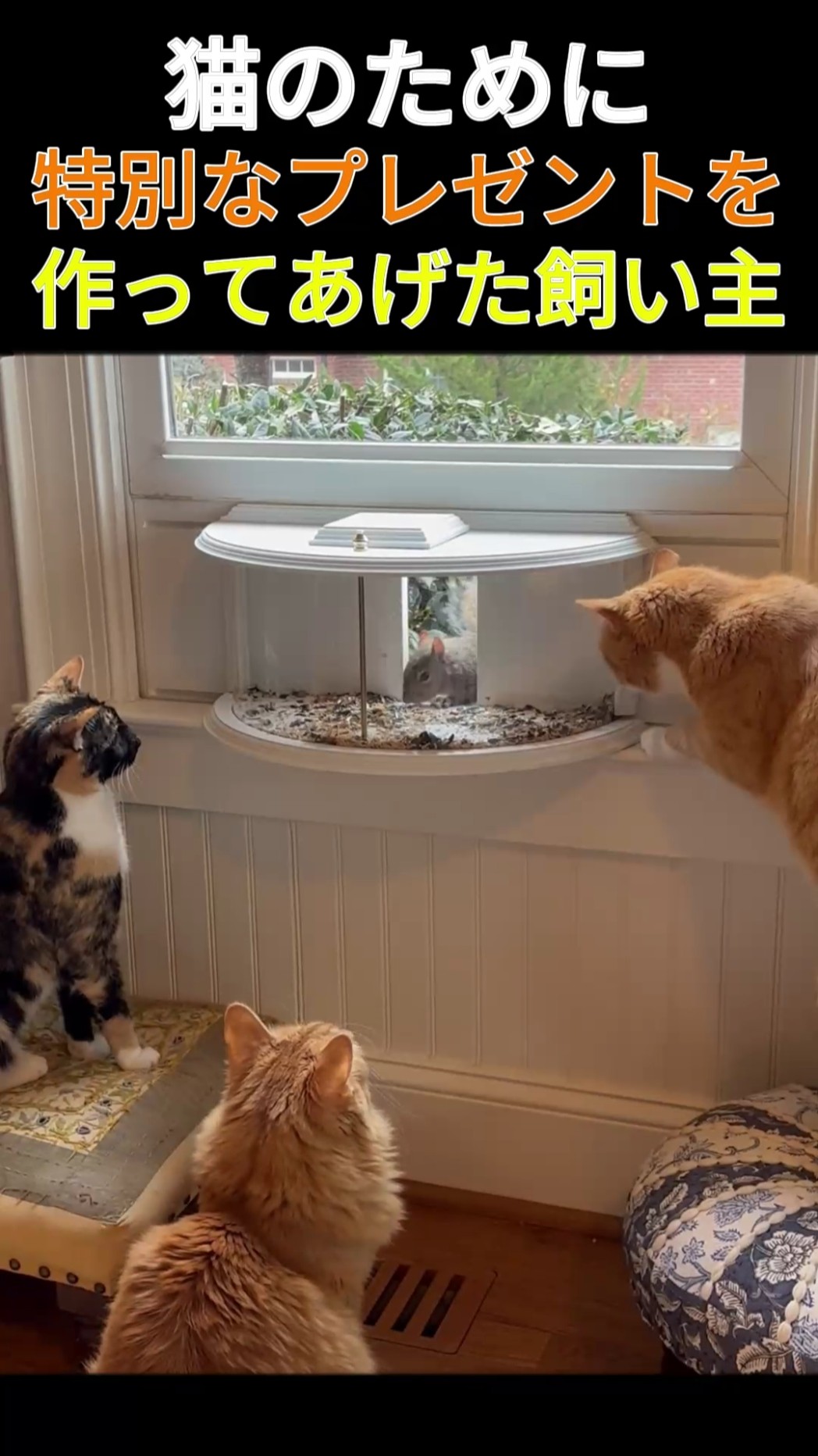 猫のために特別なプレゼントを作ってあげた飼い主    #猫 #動物 #動物好き #可愛い動物 – YouTube